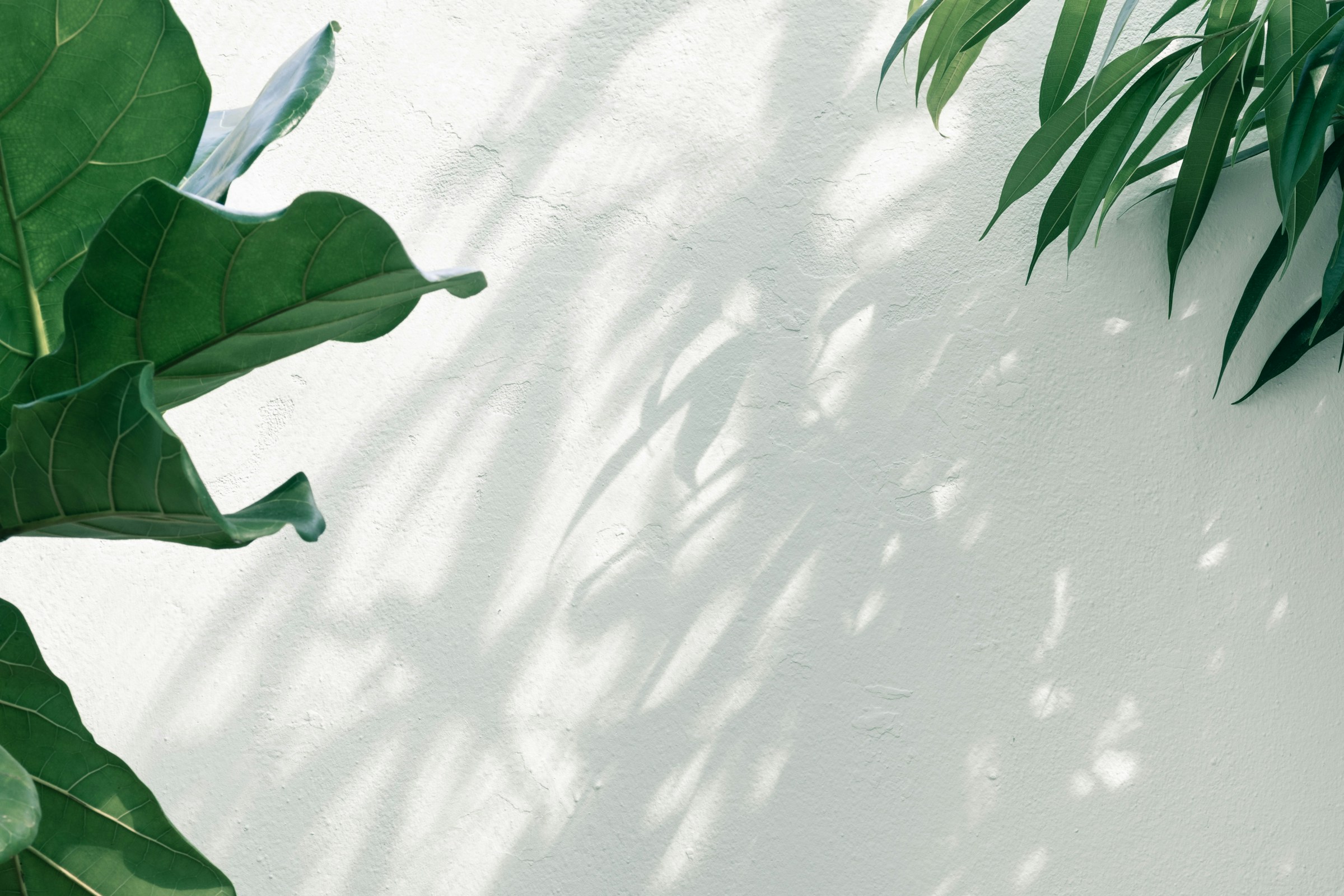 white wall with green plants on edges